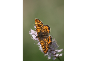 Goldener Scheckenfalter (Euphydryas aurinia) - © Emanuel Trummer